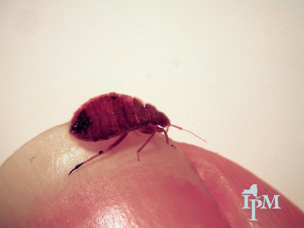 Bed Bug Control