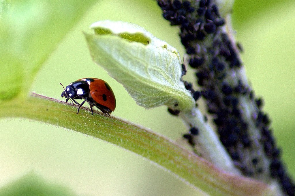Pest Control Services